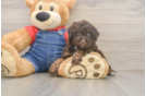 Little Poodle Purebred Pup