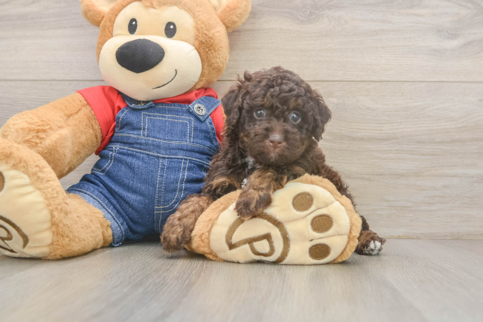 Little Poodle Purebred Pup