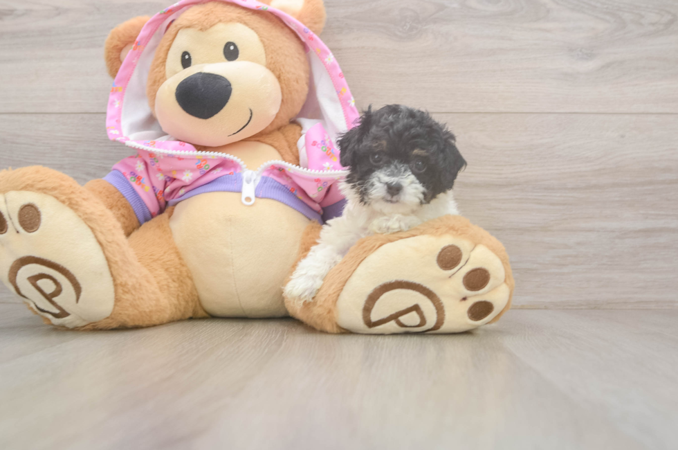 5 week old Poodle Puppy For Sale - Puppy Love PR