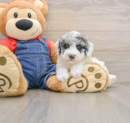 8 week old Poodle Puppy For Sale - Puppy Love PR