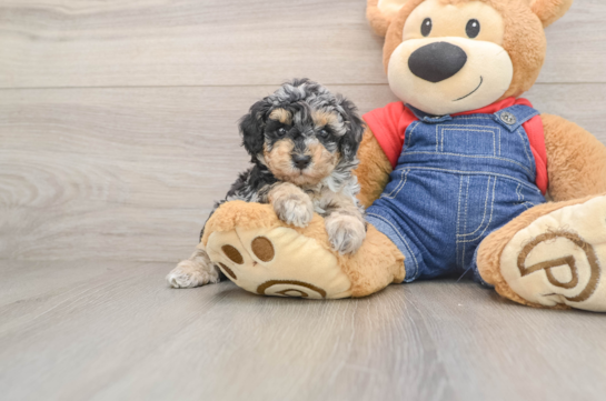 Poodle Pup Being Cute