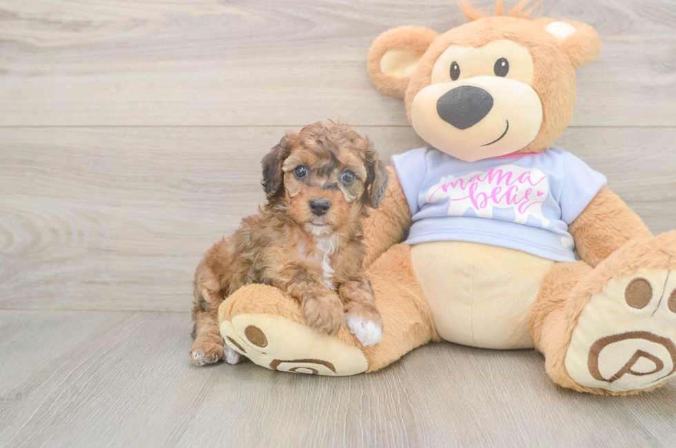 5 week old Poodle Puppy For Sale - Puppy Love PR