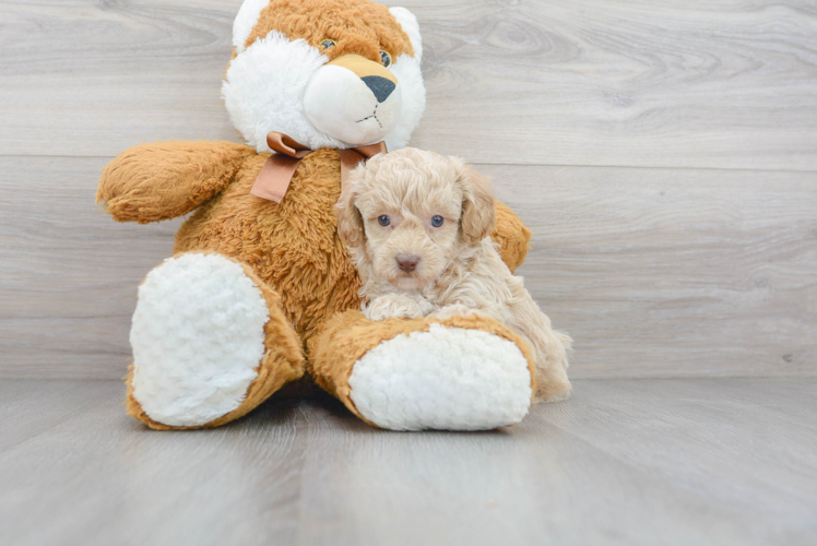 Cute Poodle Purebred Pup