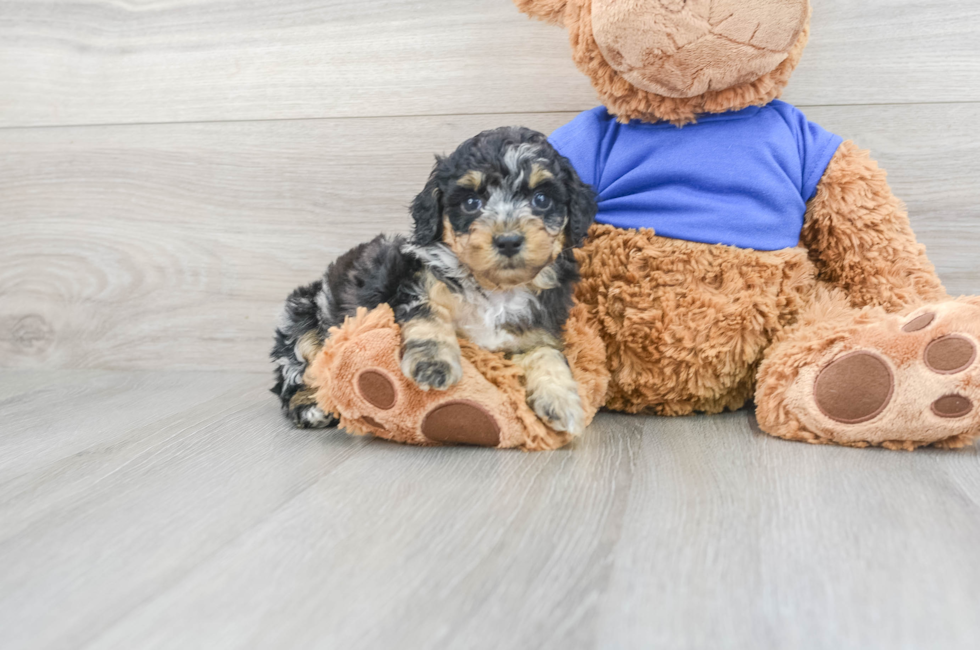 5 week old Poodle Puppy For Sale - Puppy Love PR