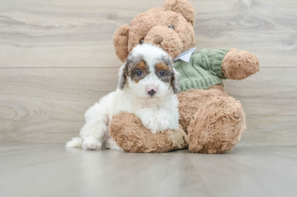 8 week old Poodle Puppy For Sale - Puppy Love PR