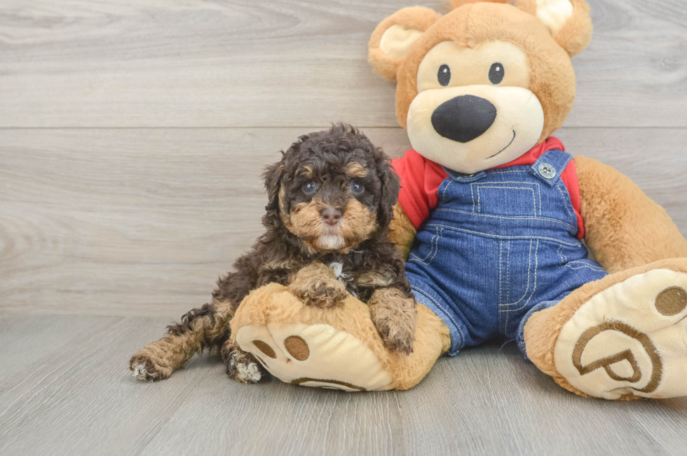 5 week old Poodle Puppy For Sale - Puppy Love PR