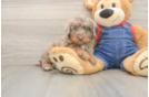 Best Poodle Baby