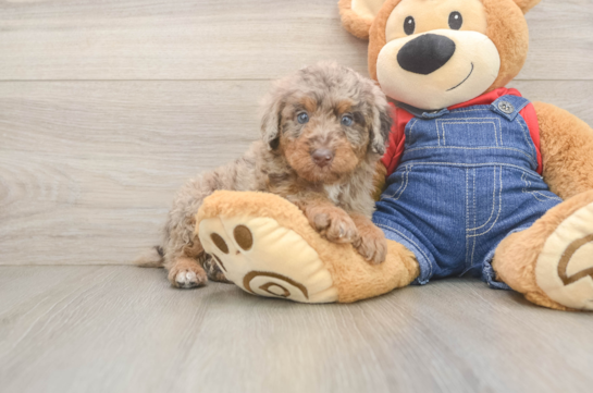 Best Poodle Baby