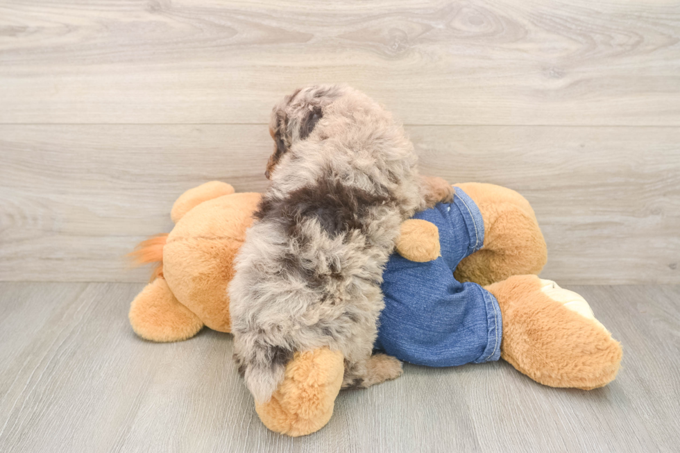 Best Poodle Baby