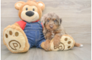 Best Poodle Baby