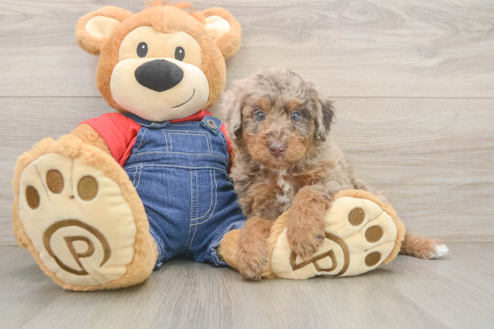 Best Poodle Baby