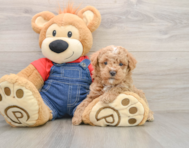 6 week old Poodle Puppy For Sale - Puppy Love PR