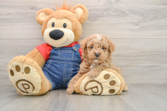 Poodle Puppy for Adoption