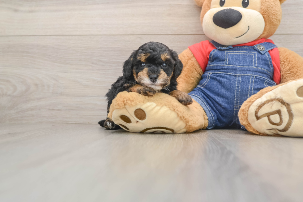 Poodle Puppy for Adoption