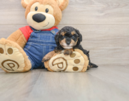 6 week old Poodle Puppy For Sale - Puppy Love PR