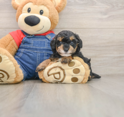6 week old Poodle Puppy For Sale - Puppy Love PR