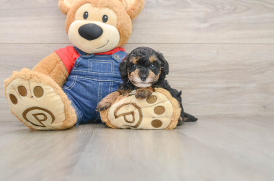 Popular Poodle Purebred Pup