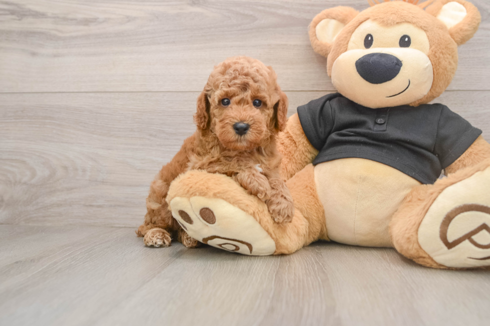 Petite Pudel Purebred Puppy