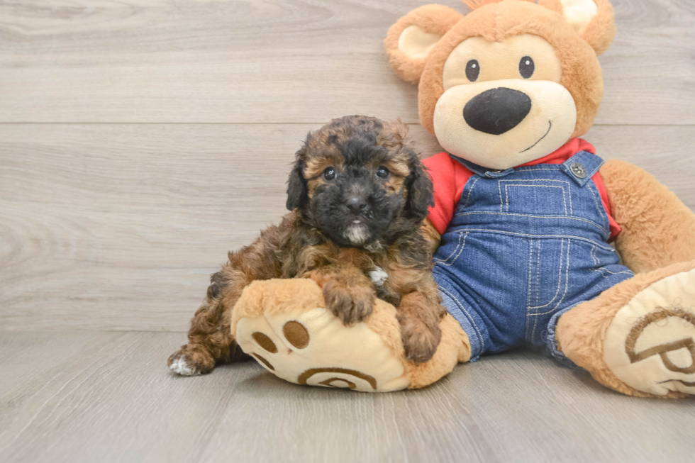 Poodle Puppy for Adoption