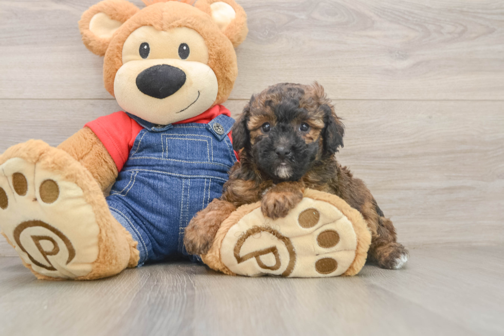 Poodle Puppy for Adoption