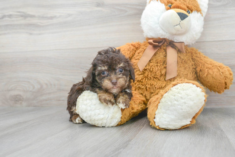 Friendly Poodle Purebred Pup