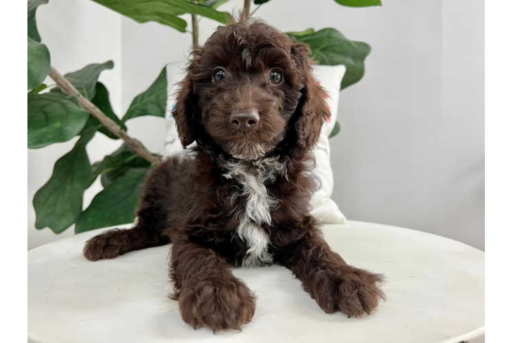 Meet Hemingway - our Poodle Puppy Photo 1/4 - Puppy Love PR Best Poodle Baby