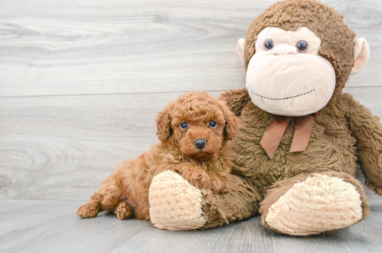 Poodle Puppy for Adoption