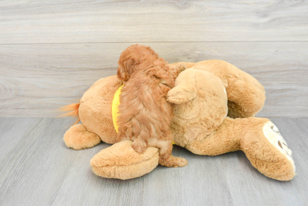 Poodle Puppy for Adoption