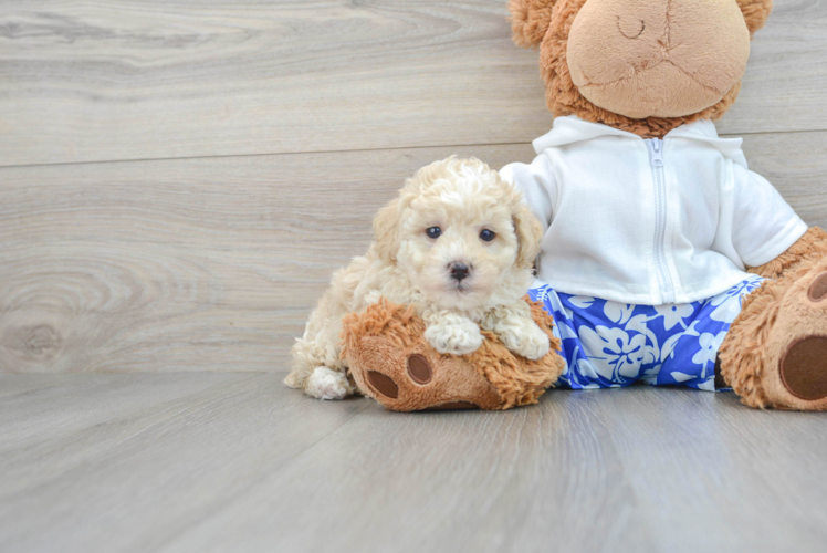 Meet Herbie - our Poodle Puppy Photo 1/3 - Puppy Love PR Hypoallergenic Poodle Baby