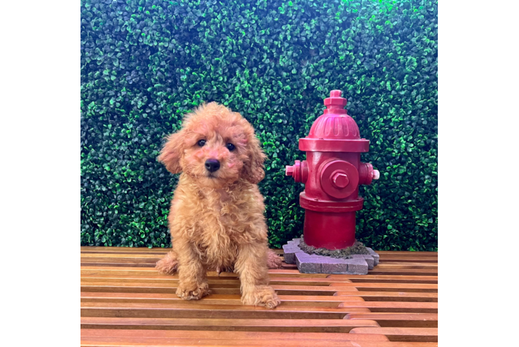 Poodle Puppy for Adoption