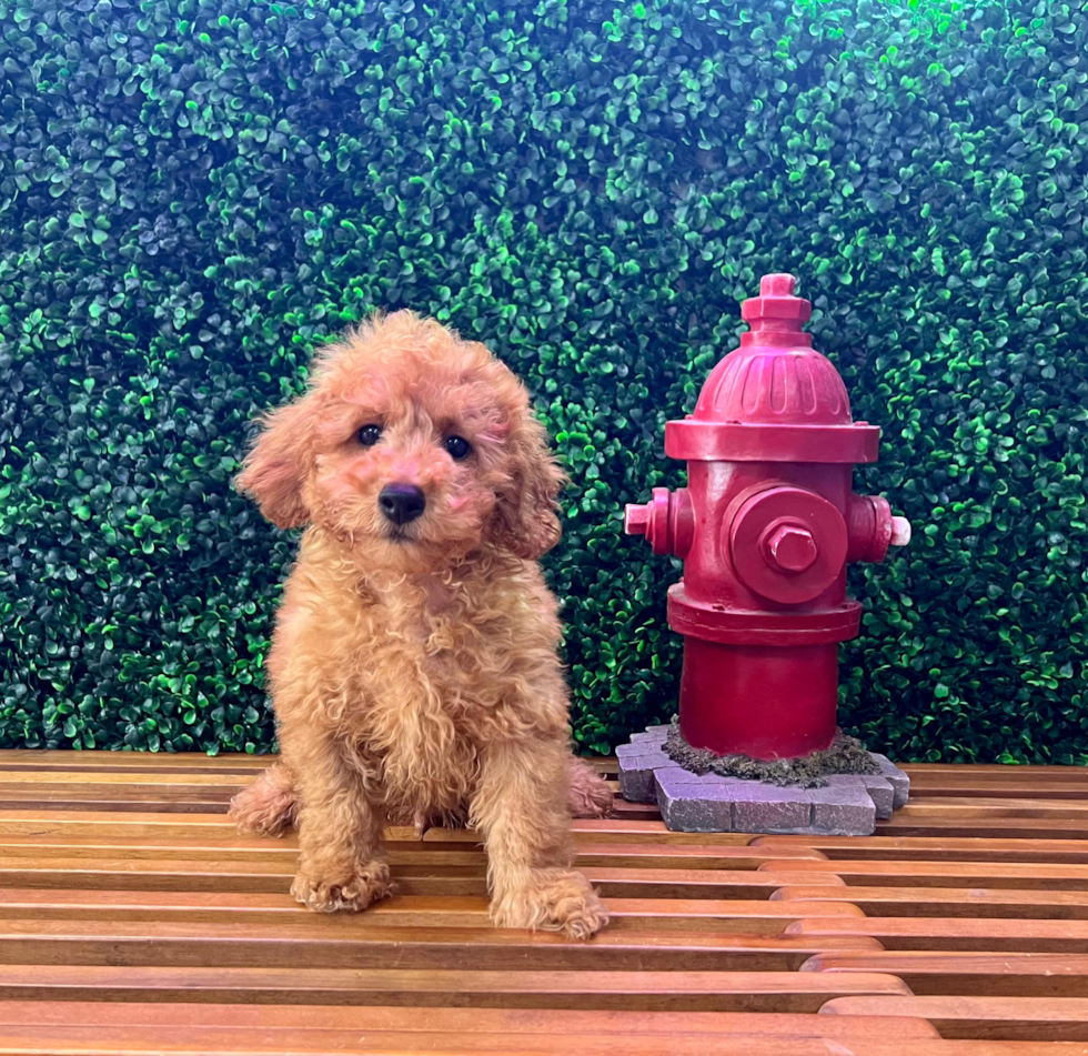 Poodle Puppy for Adoption