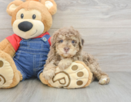 6 week old Poodle Puppy For Sale - Puppy Love PR