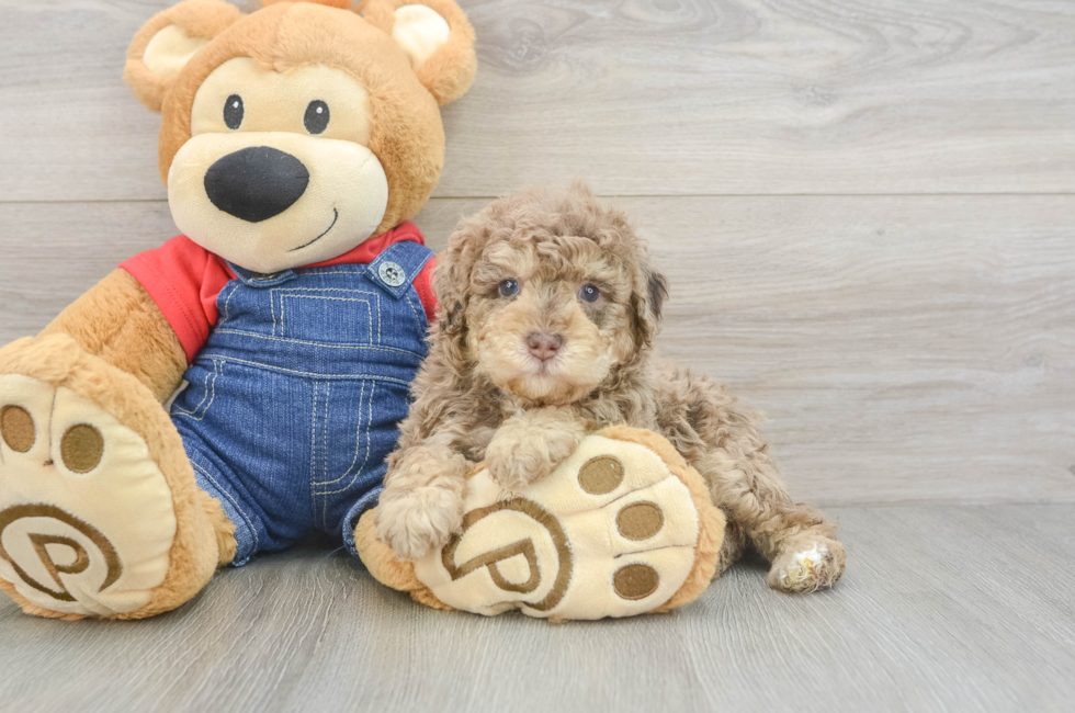 5 week old Poodle Puppy For Sale - Puppy Love PR