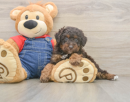 7 week old Poodle Puppy For Sale - Puppy Love PR