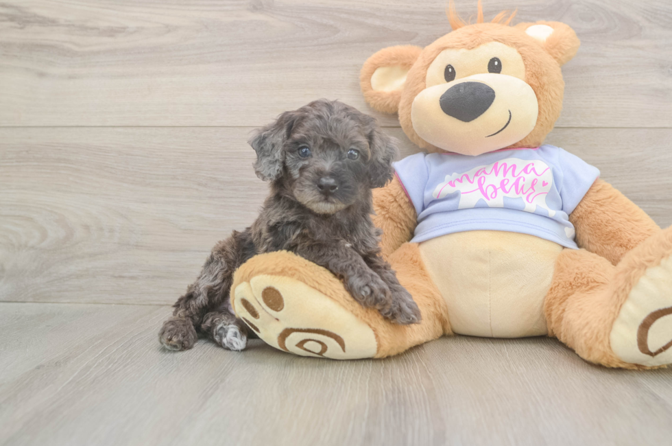 5 week old Poodle Puppy For Sale - Puppy Love PR
