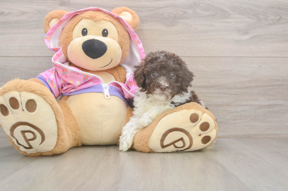 5 week old Poodle Puppy For Sale - Puppy Love PR