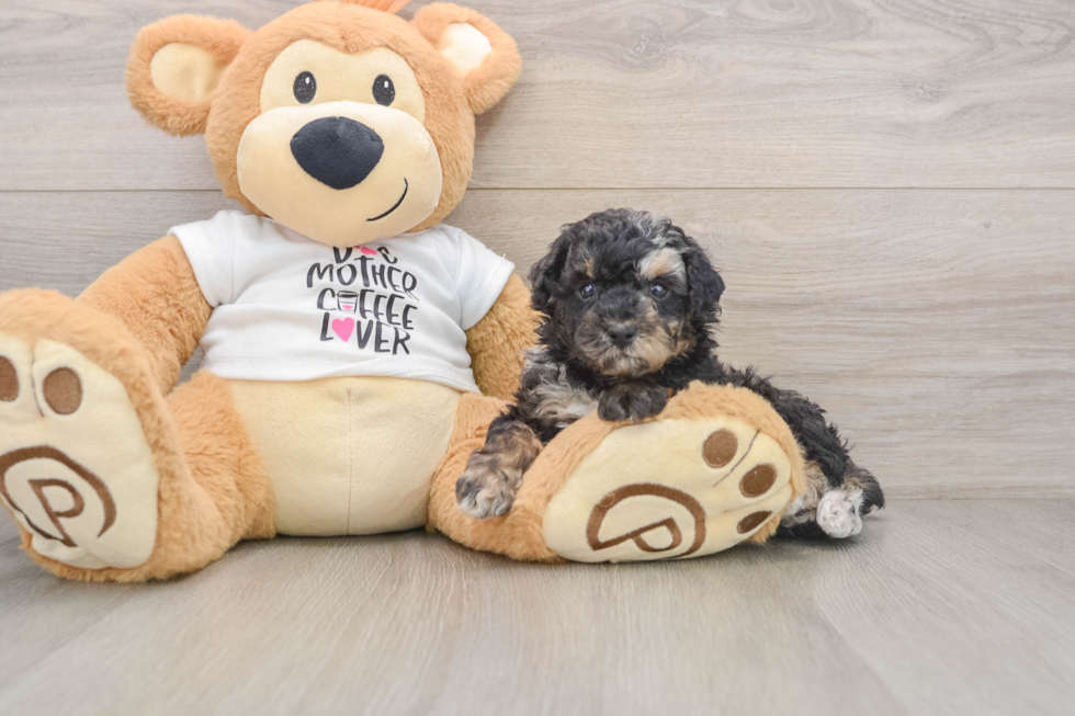 Poodle Puppy for Adoption