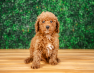 10 week old Poodle Puppy For Sale - Puppy Love PR