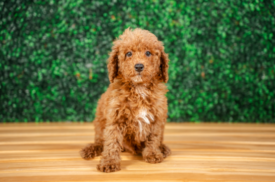 Cute Poodle Purebred Pup