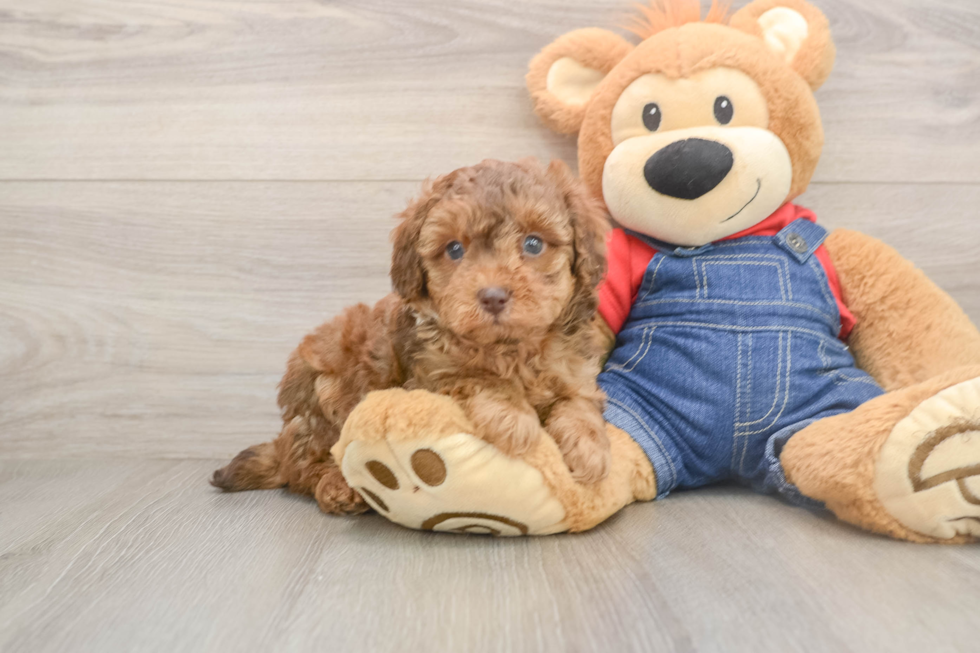 Poodle Pup Being Cute