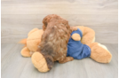 Poodle Pup Being Cute