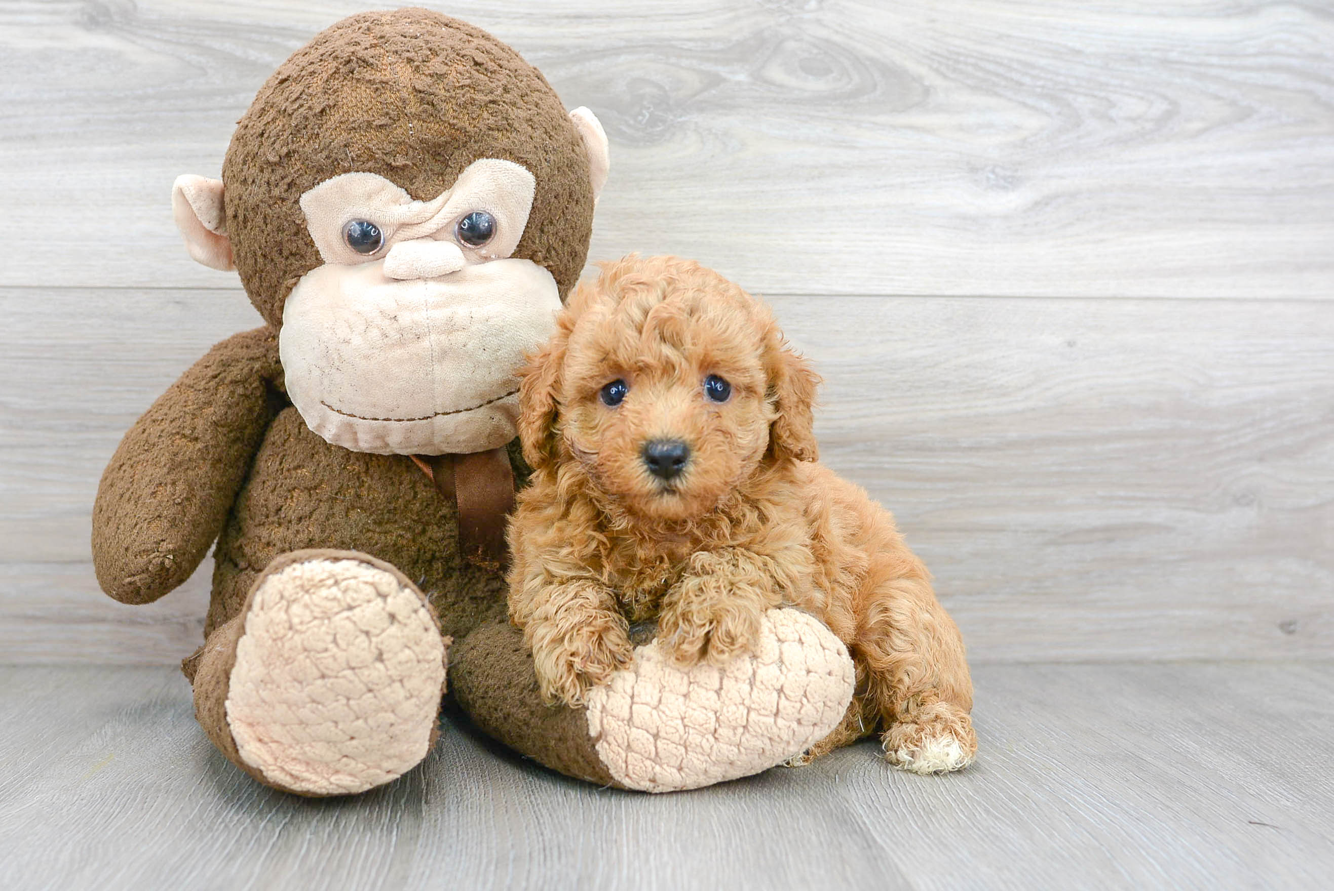 Best Poodle Baby