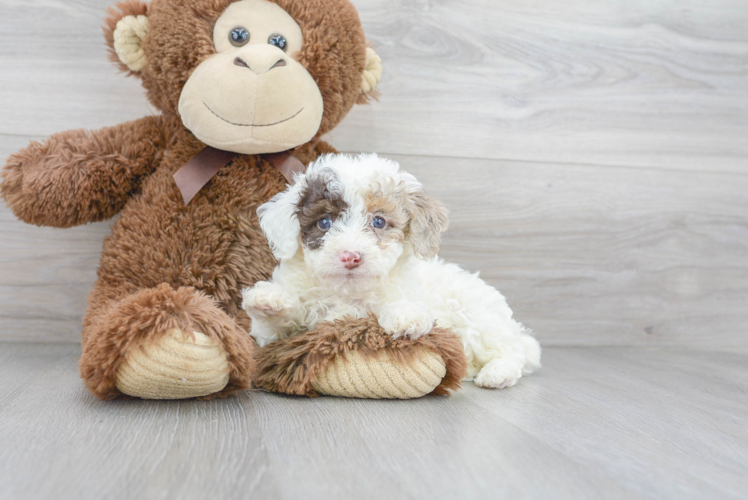 Poodle Pup Being Cute