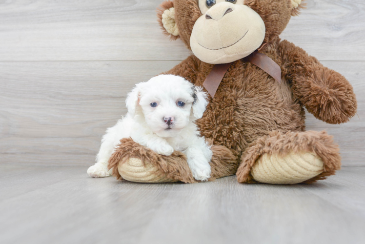 Cute Poodle Baby