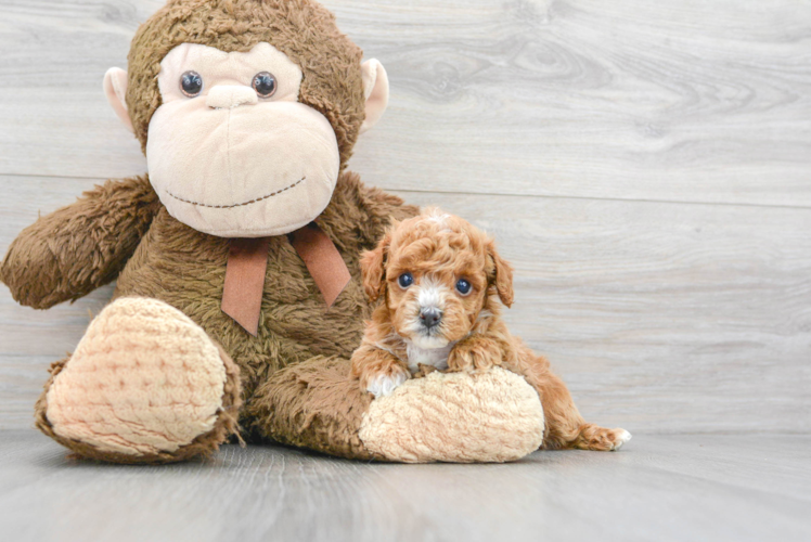 Meet Hershel - our Poodle Puppy Photo 1/3 - Puppy Love PR Poodle Puppy for Adoption