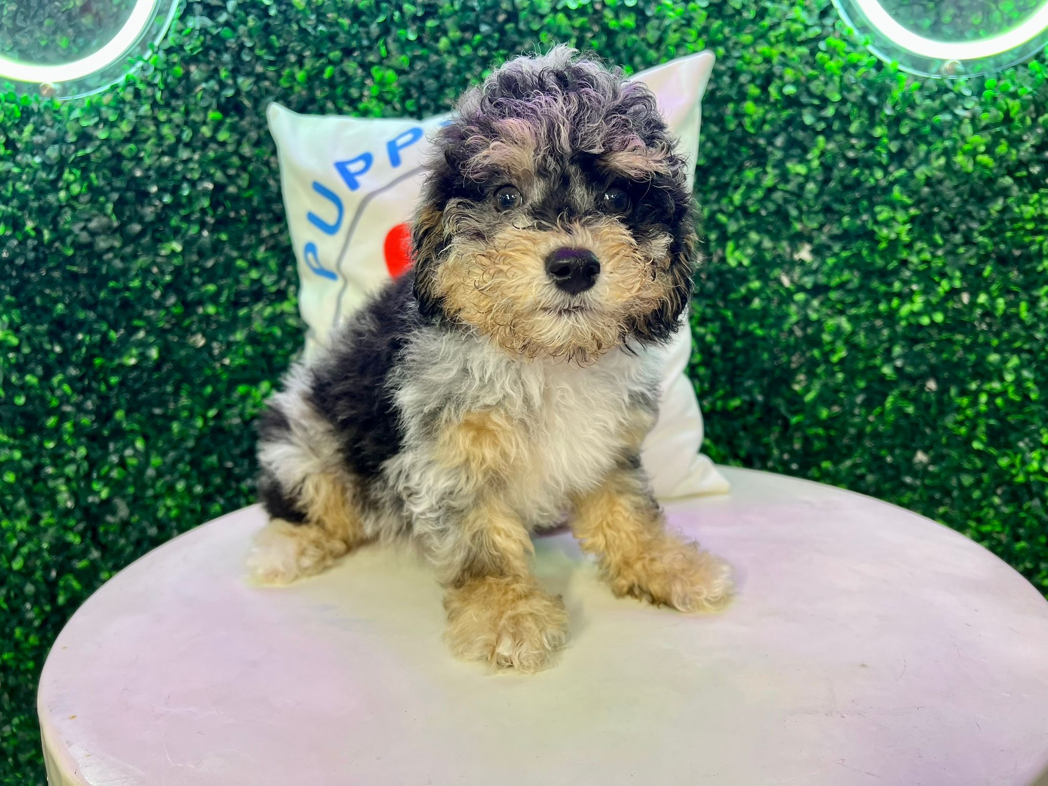 Cute Pudle Purebred Puppy
