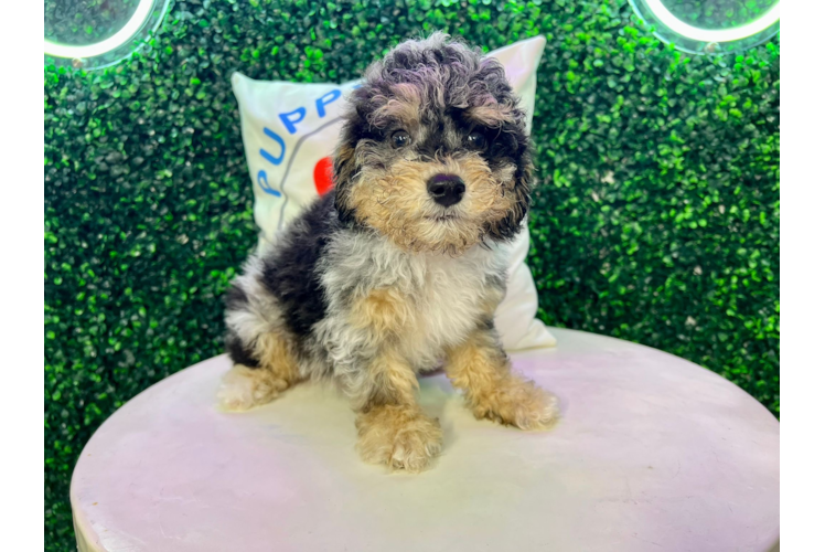 Meet Hershel - our Poodle Puppy Photo 1/4 - Puppy Love PR Cute Pudle Purebred Puppy