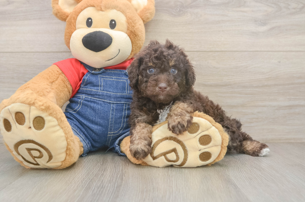 5 week old Poodle Puppy For Sale - Puppy Love PR