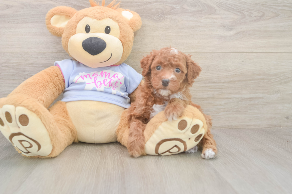 5 week old Poodle Puppy For Sale - Puppy Love PR