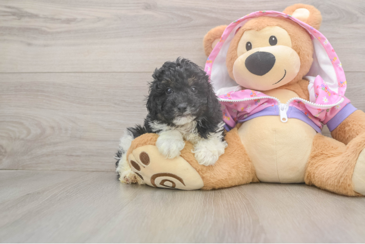 Poodle Puppy for Adoption